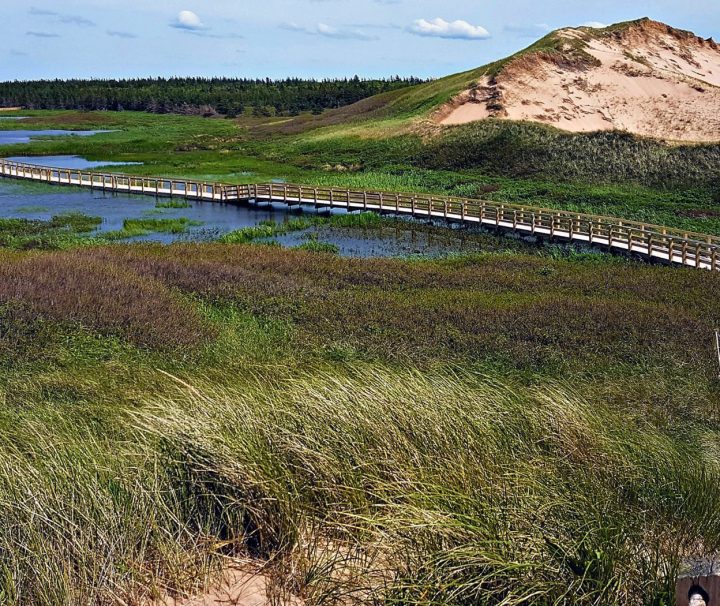 A view walking along a boardwalk trail in the Grenwich section of PEI National Park on a Freewheeling Adventure hiking tour.