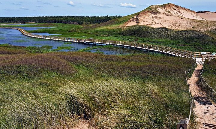 A view walking along a boardwalk trail in the Grenwich section of PEI National Park on our Prince Edward Island: Coastal Pathways Walk